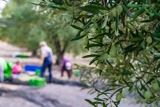 5 Pro Tips on How to Buy and Choose the Top-quality Extra Virgin Olive Oil